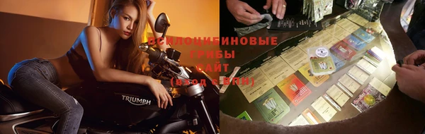 стаф Алзамай